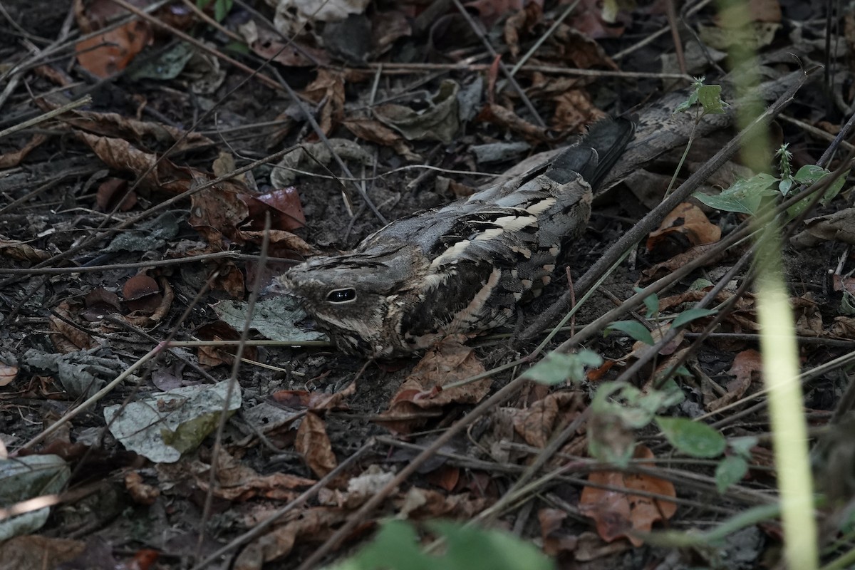 Long-tailed Nightjar - ML627130103