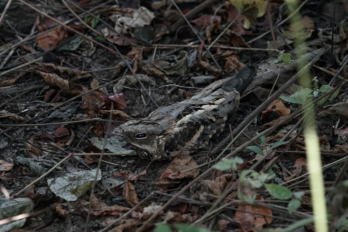 Long-tailed Nightjar - ML627130105