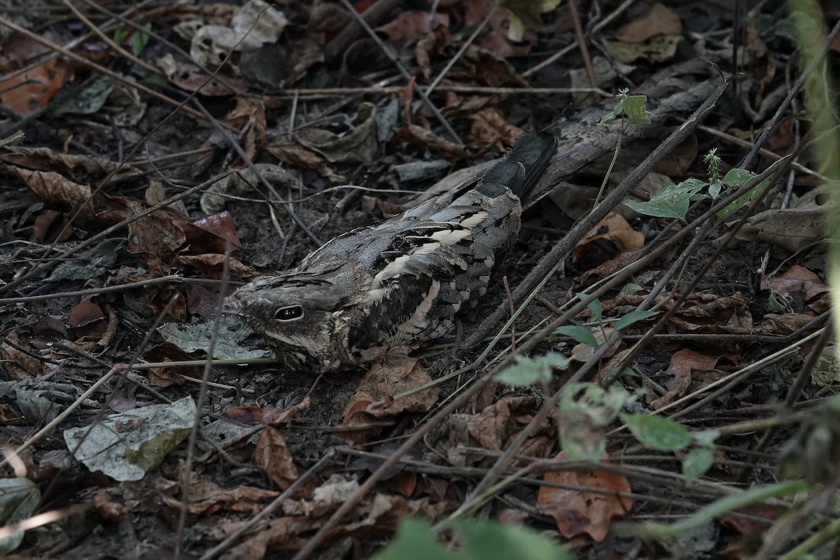 Long-tailed Nightjar - ML627130107