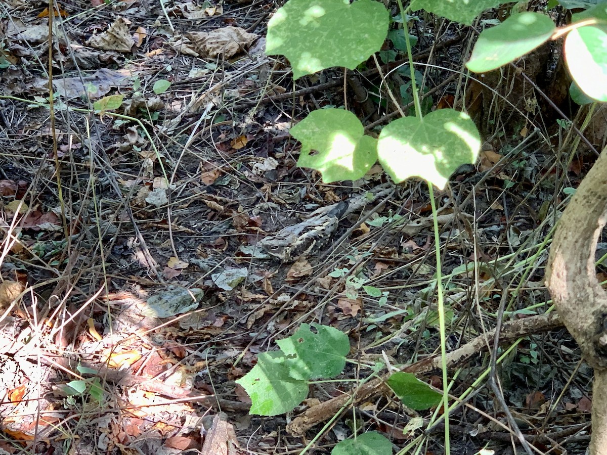 Long-tailed Nightjar - ML627130117