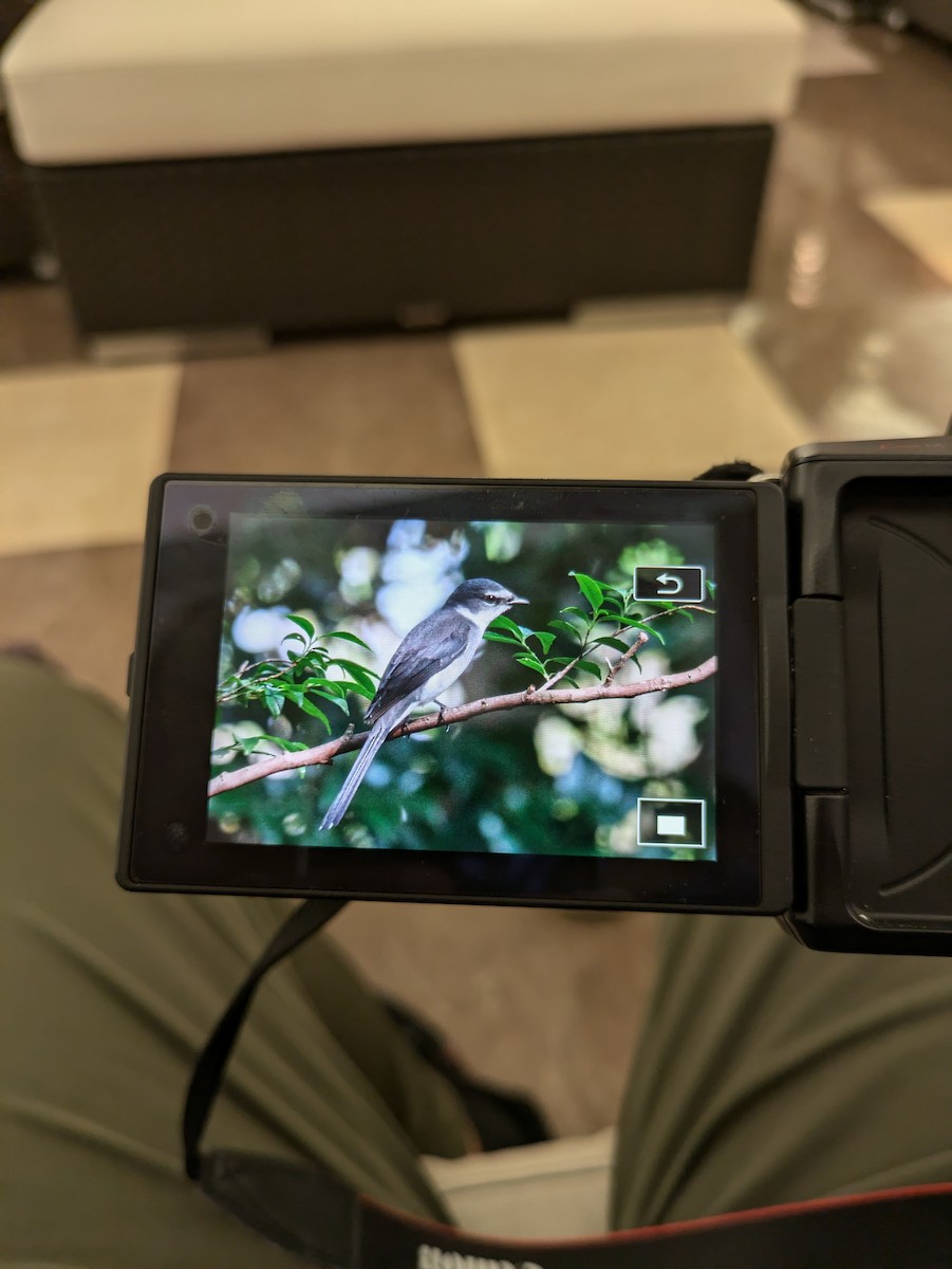 Ryukyu Minivet - ML627130163