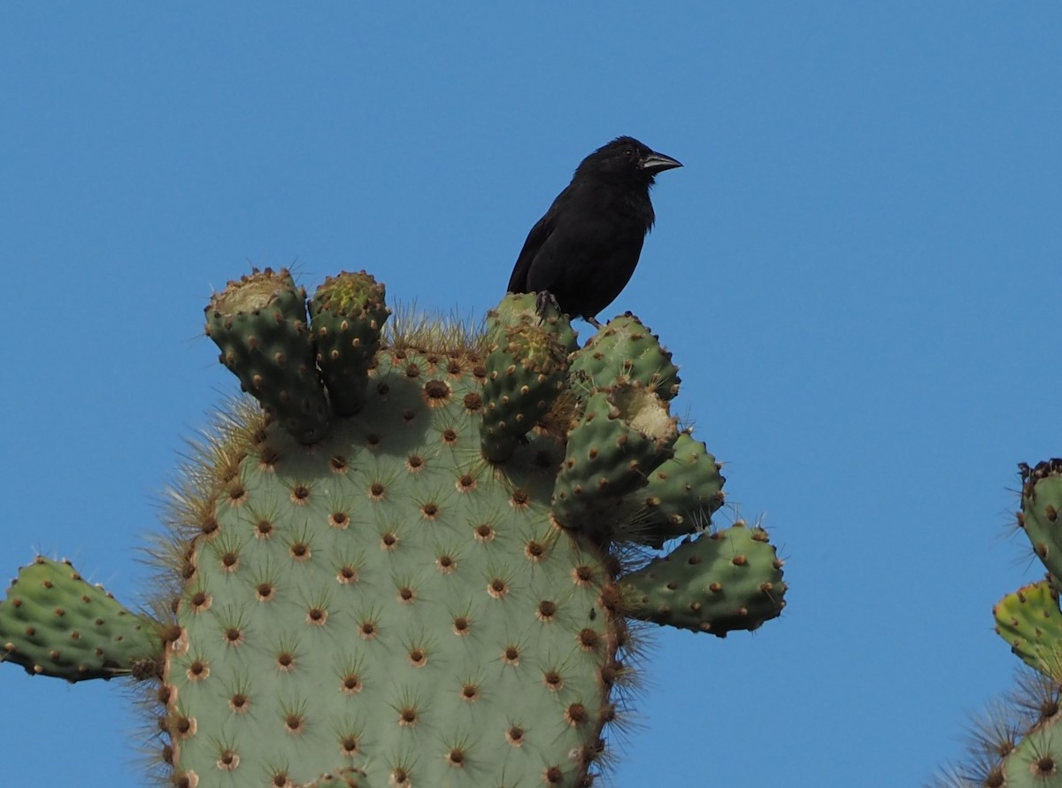 Common Cactus-Finch - ML627130209