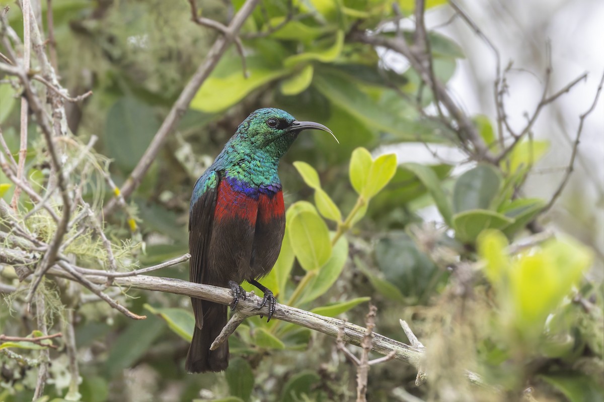 Neergaard's Sunbird - ML627130389