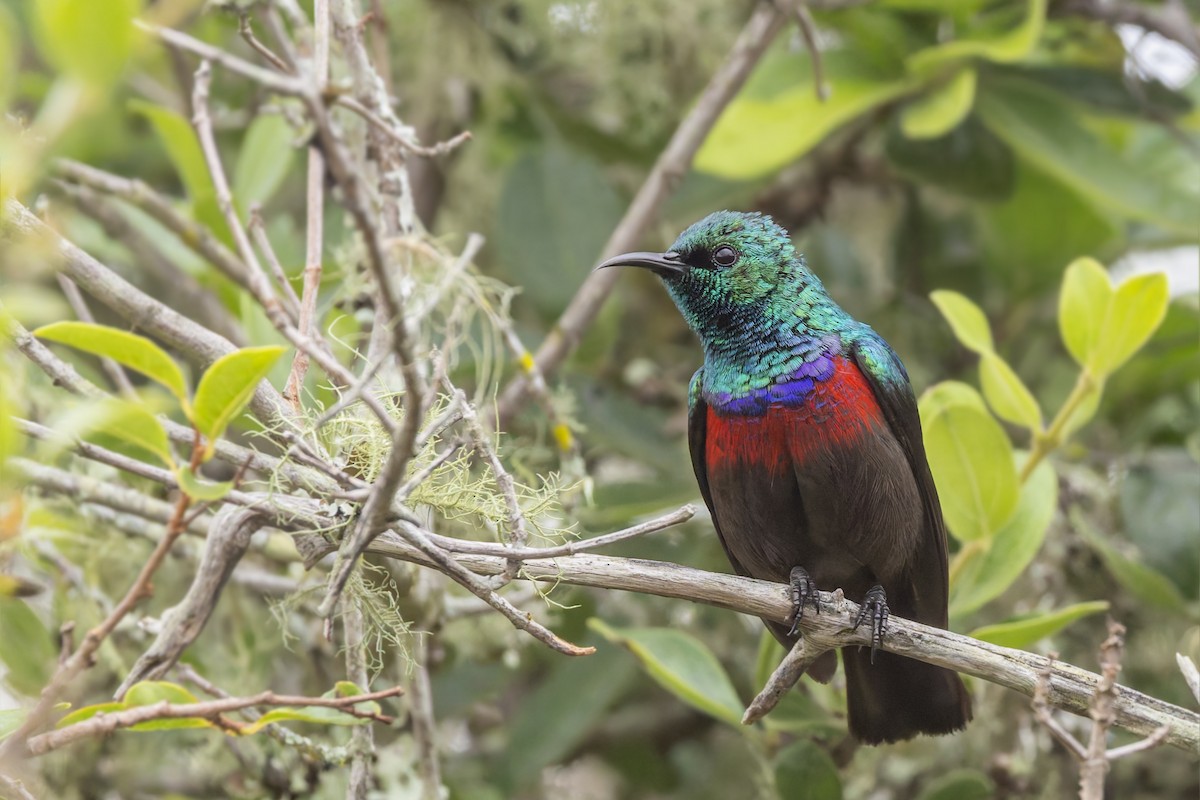 Neergaard's Sunbird - ML627130390