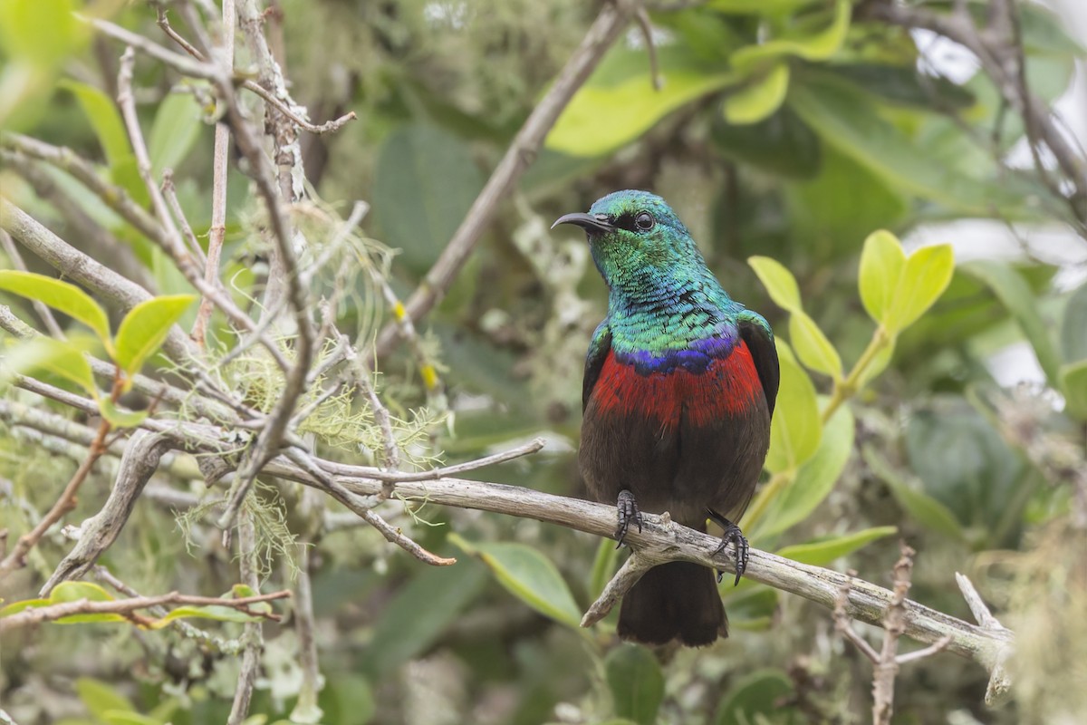 Neergaard's Sunbird - ML627130391