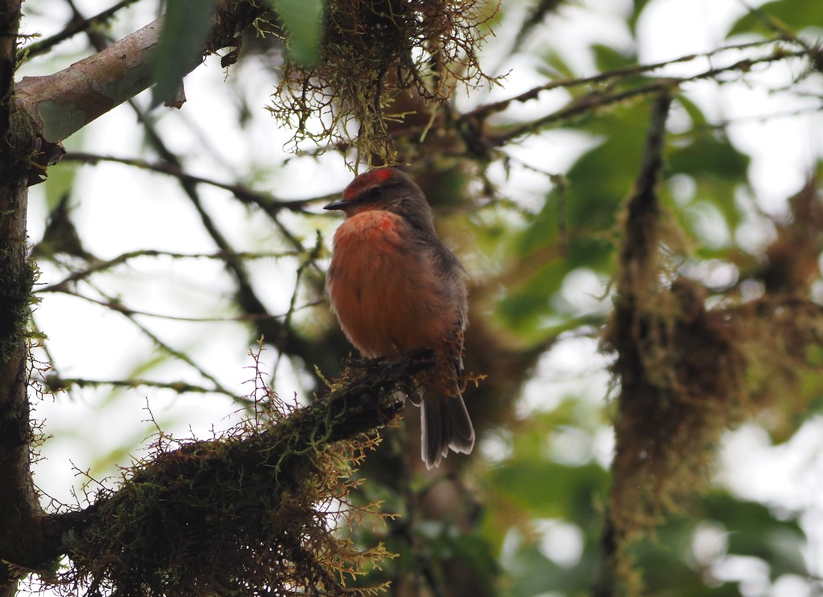 Brujo Flycatcher (Galapagos) - ML627130399