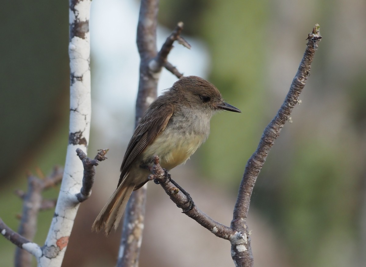 Galapagos Flycatcher - ML627130500