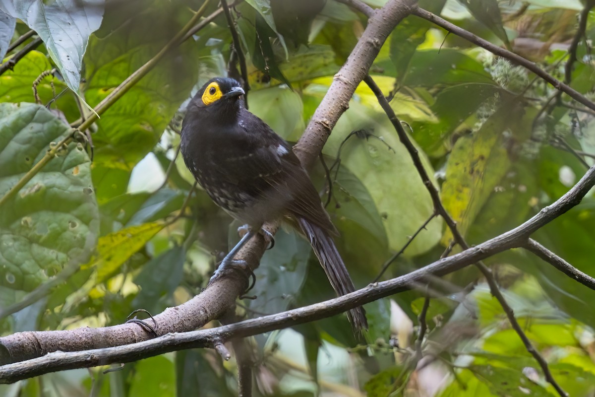 Arfak Honeyeater - ML627130545