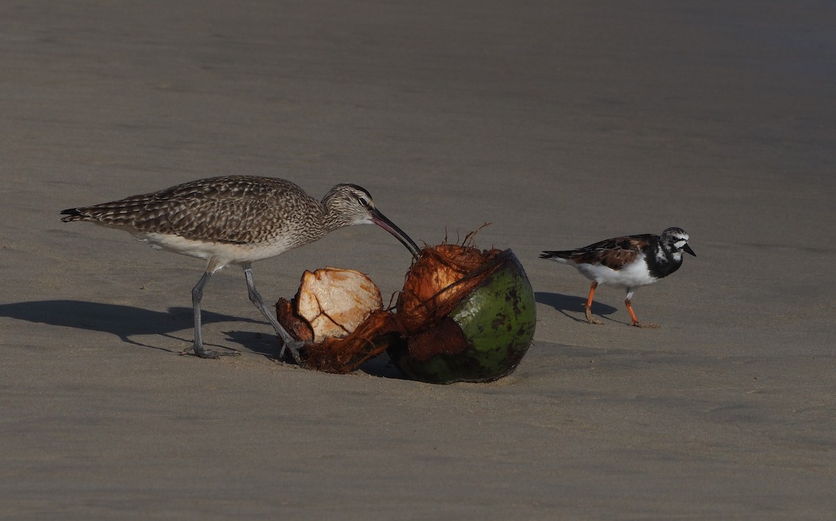 Hudsonian Whimbrel - ML627130761