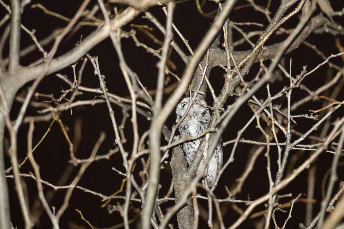 Eastern Screech-Owl - ML627130926
