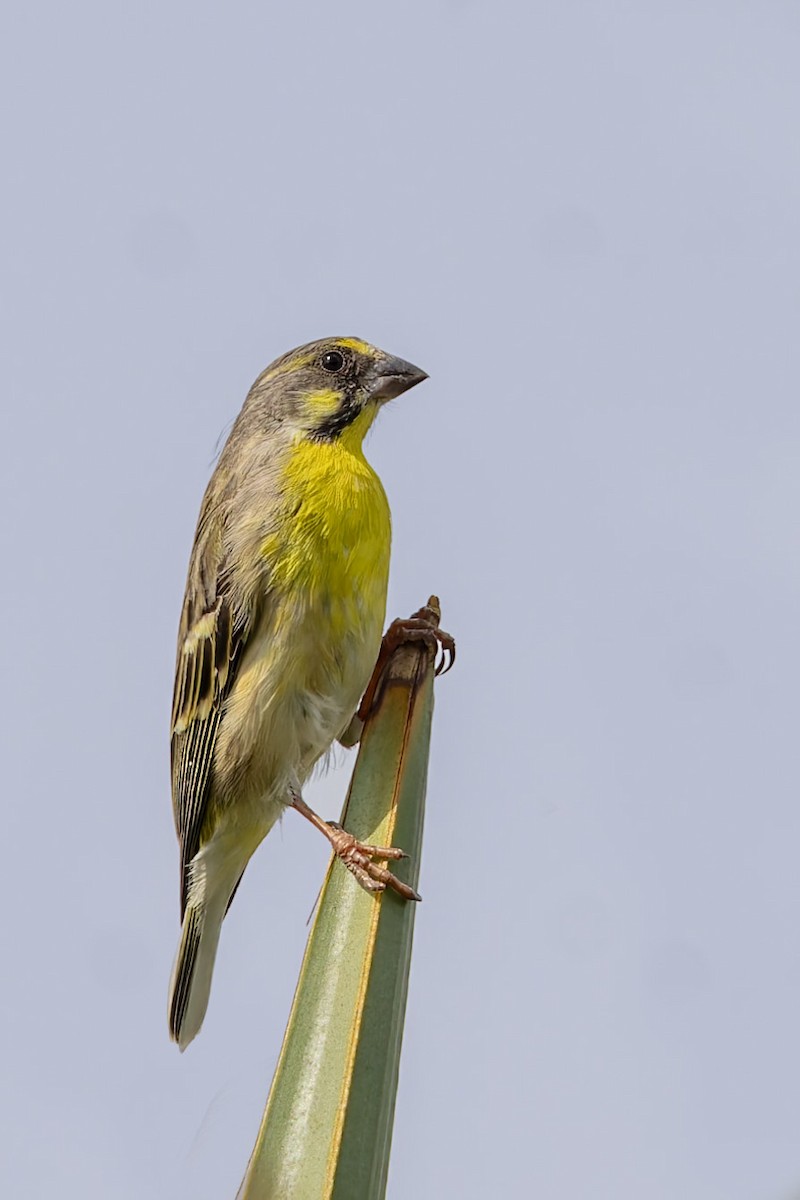 Lemon-breasted Seedeater - ML627131028