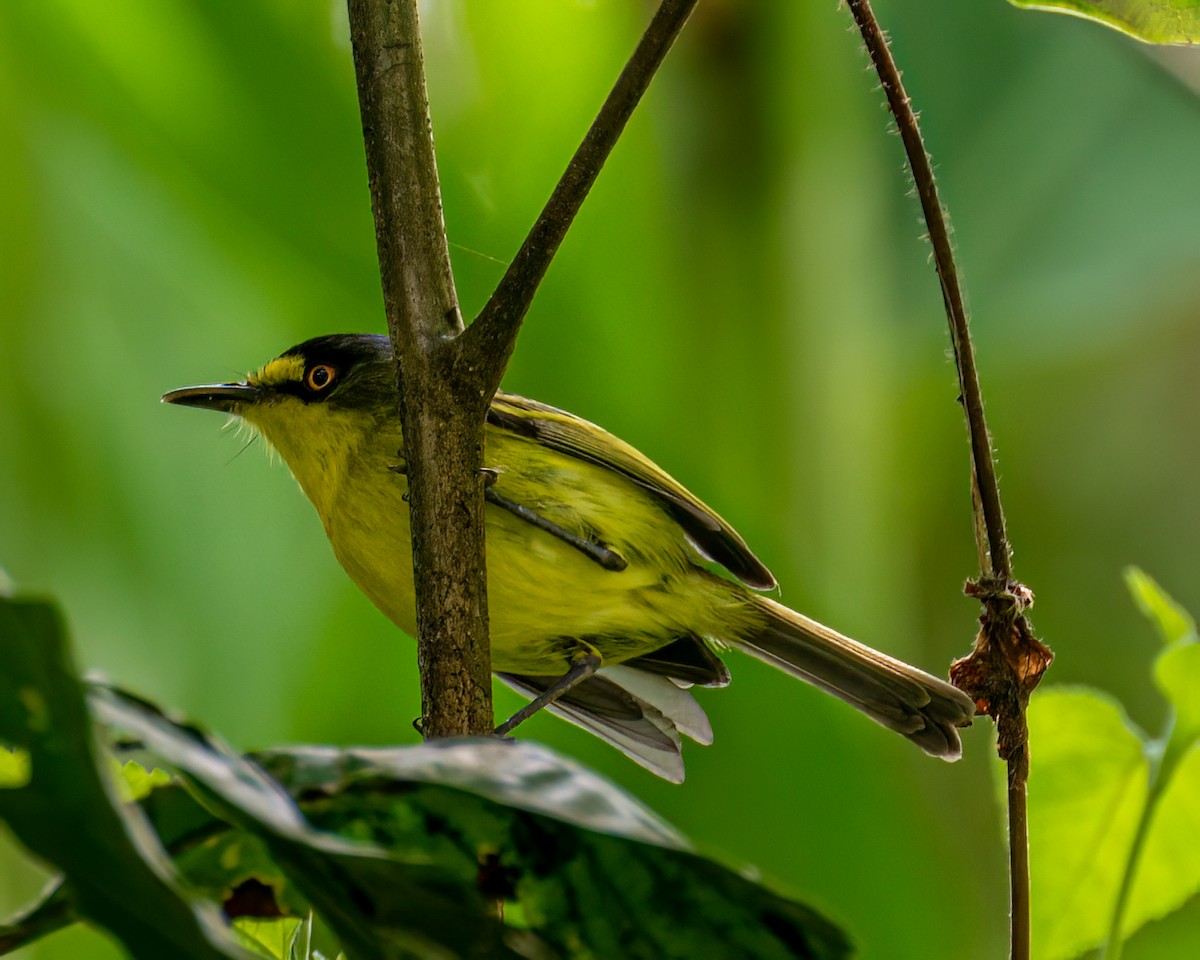 Gray-headed Tody-Flycatcher - ML627131039