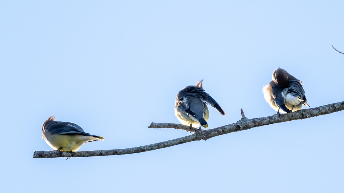 Cedar Waxwing - ML627131114