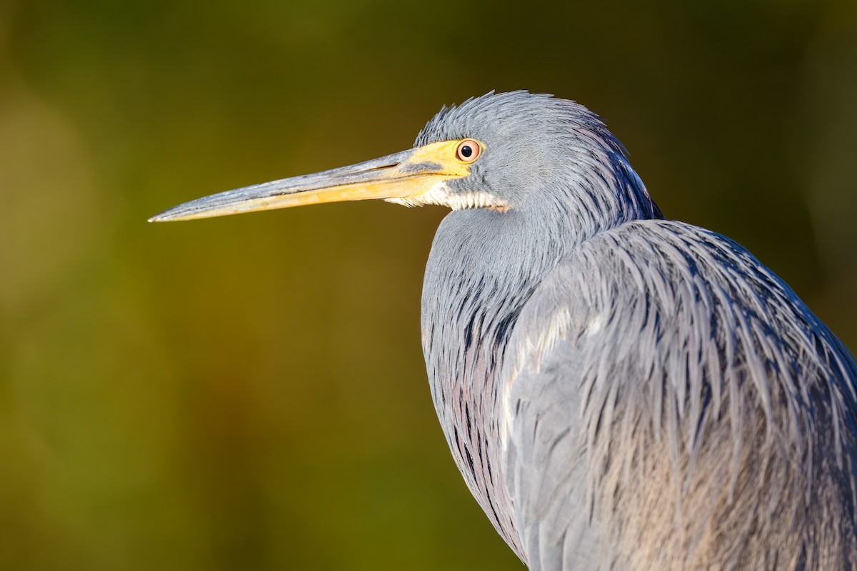 Tricolored Heron - ML627131118