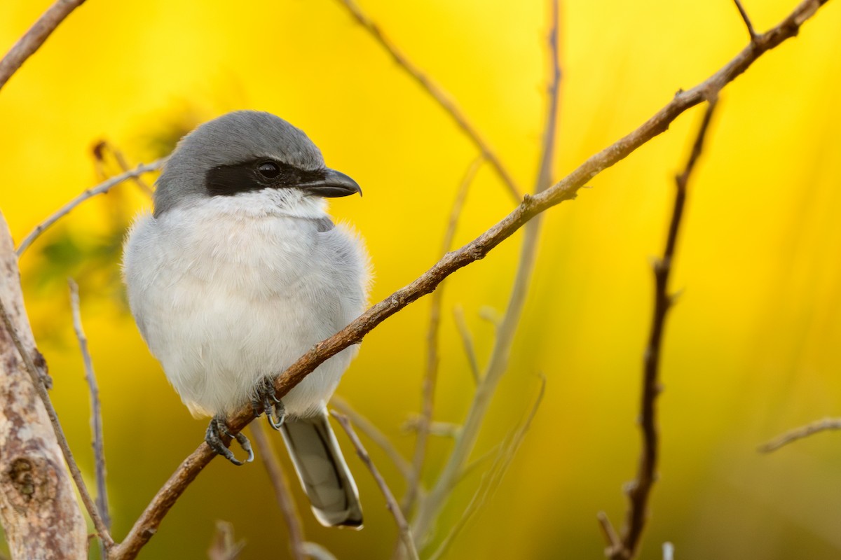 Loggerhead Shrike - ML627131143
