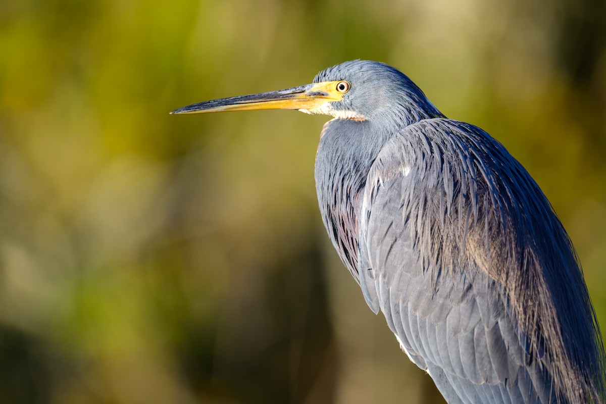 Tricolored Heron - ML627131171