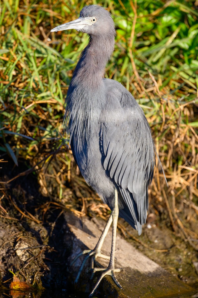 Little Blue Heron - ML627131173