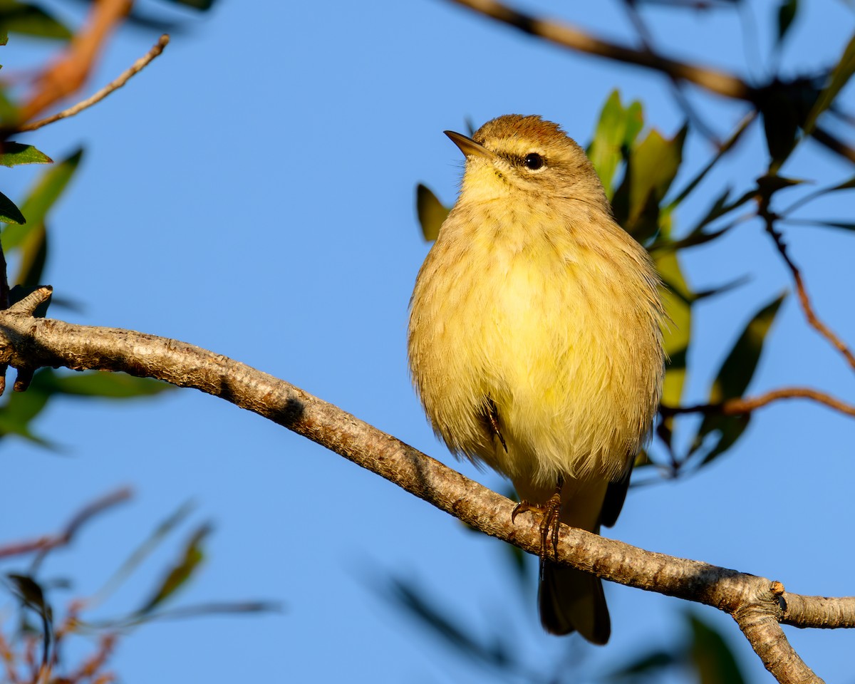 Palm Warbler - ML627131175