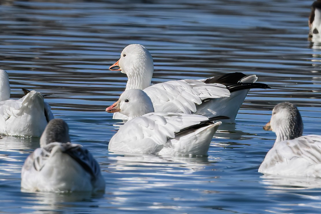 Ross's Goose - ML627131177