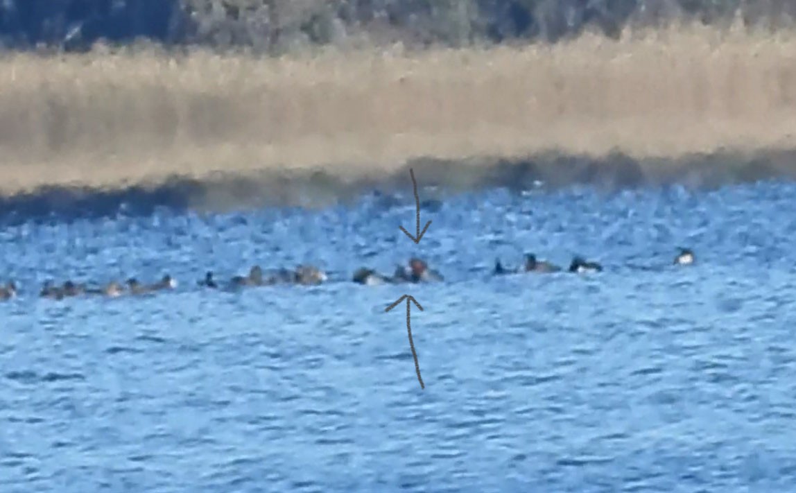 Redhead - ML627131281