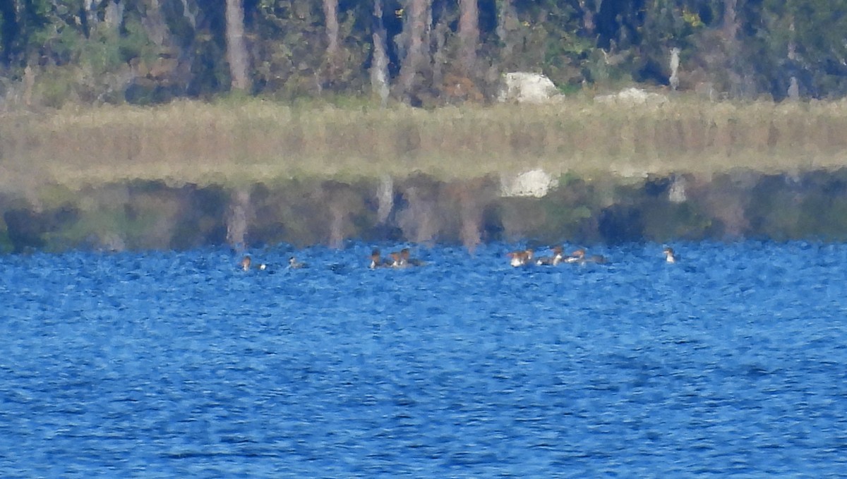 Red-breasted Merganser - ML627131286