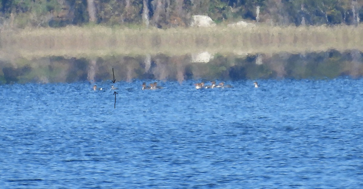 Horned Grebe - ML627131297