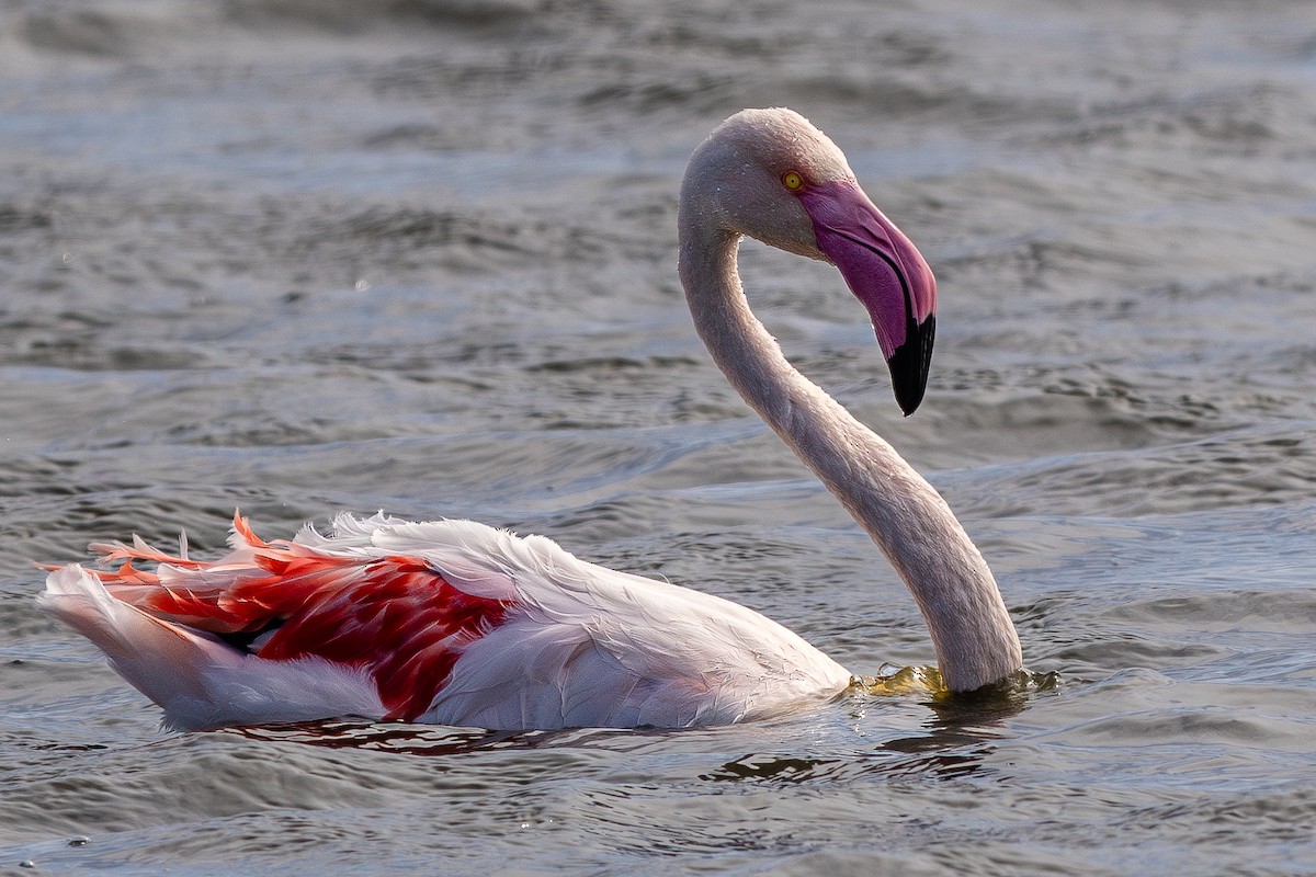 Greater Flamingo - ML627131443