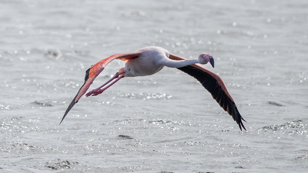 Greater Flamingo - ML627131444