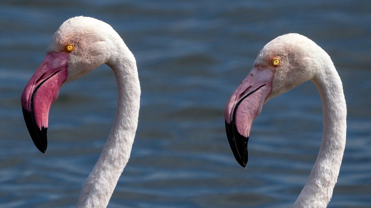 Greater Flamingo - ML627131445