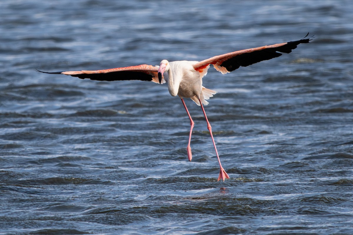 Greater Flamingo - ML627131446