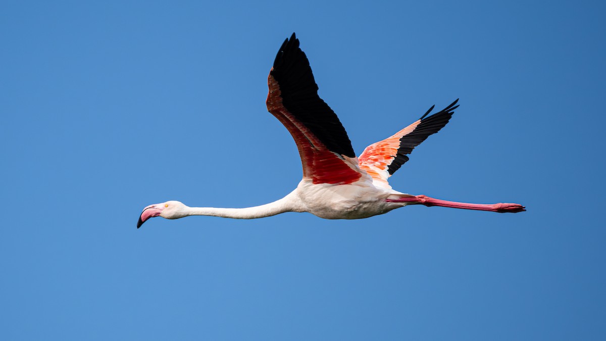 Greater Flamingo - ML627131448