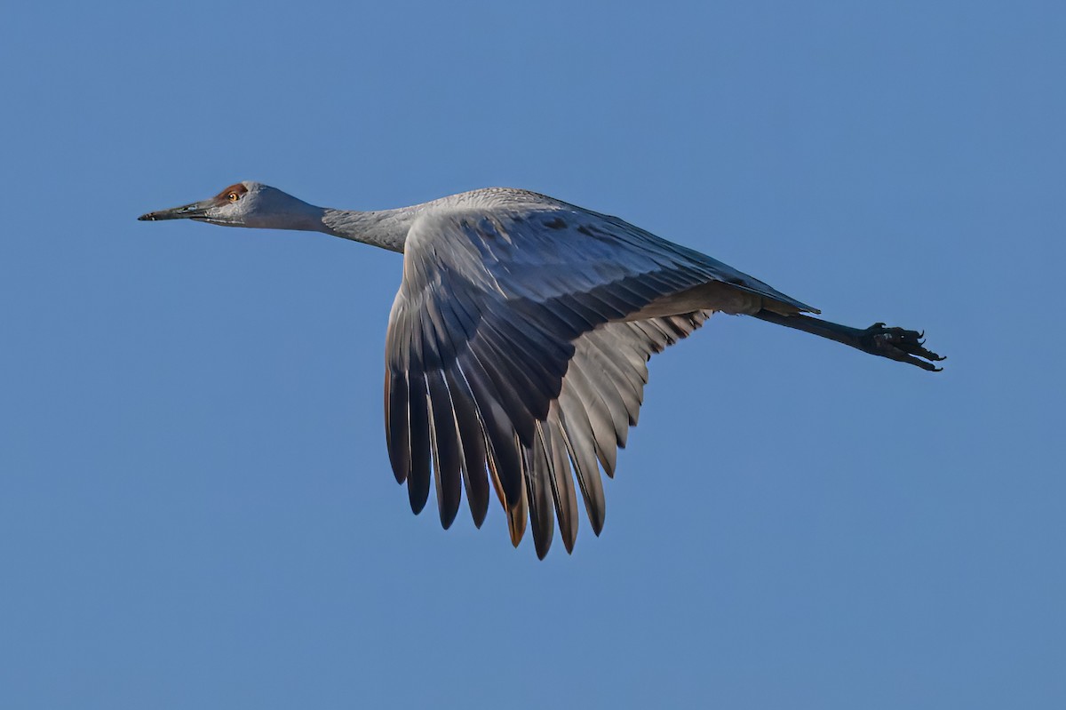 Sandhill Crane - ML627131590
