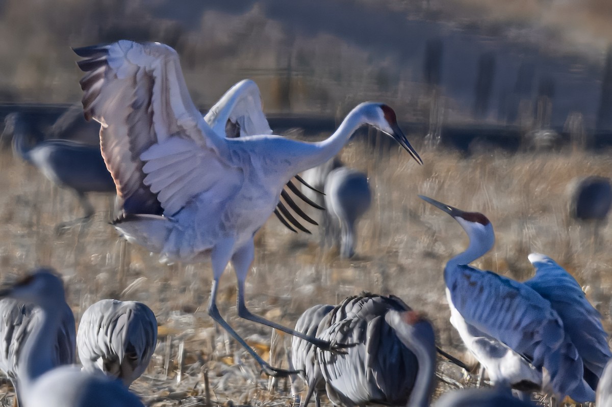 Sandhill Crane - ML627131591