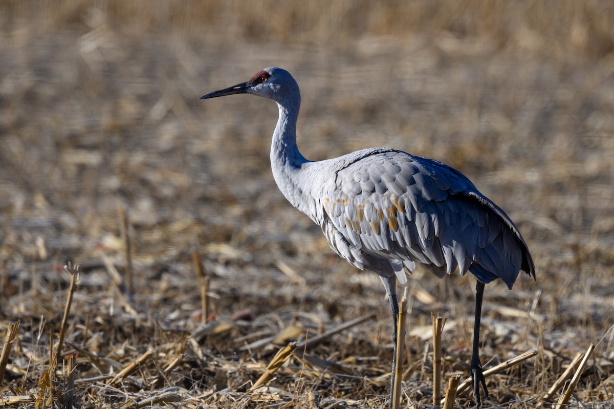 Sandhill Crane - ML627131592