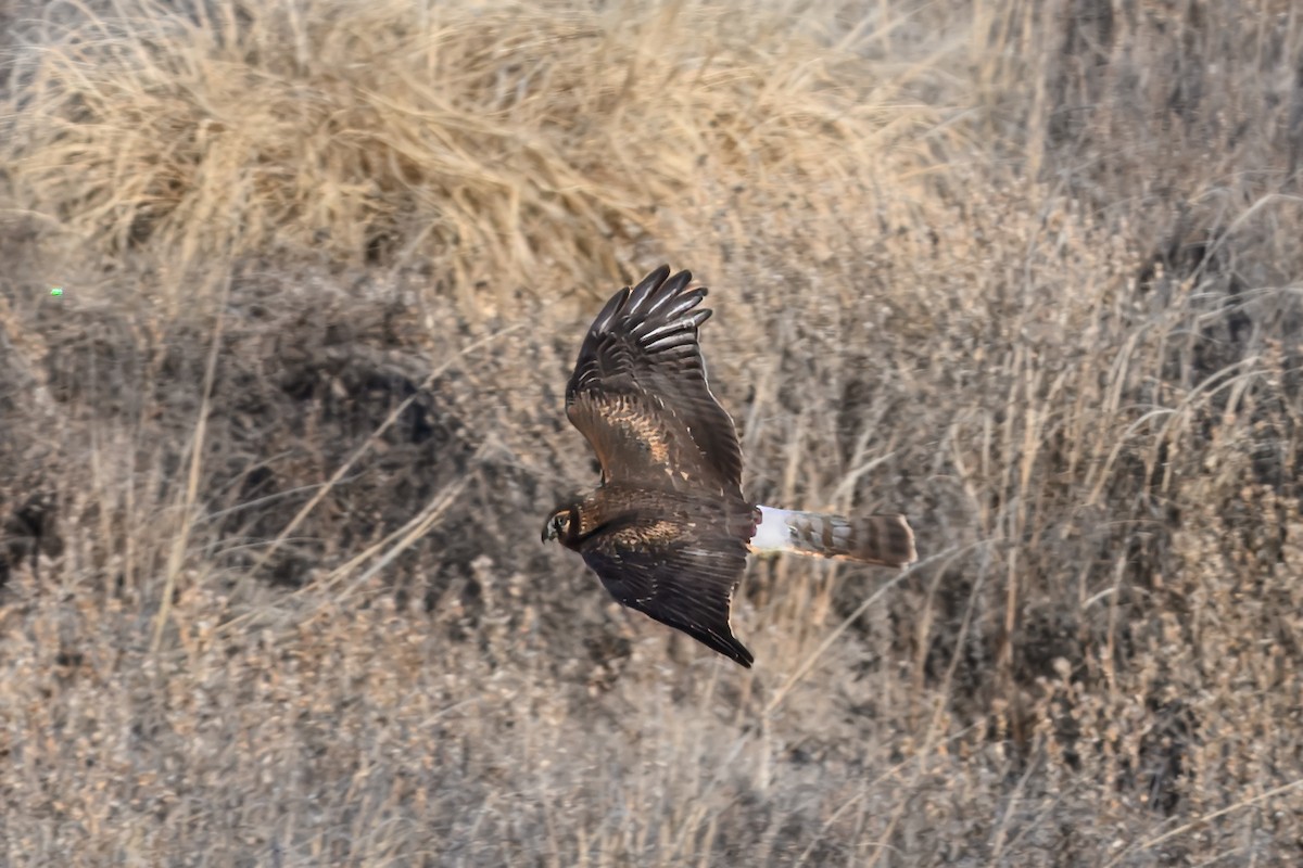 Northern Harrier - ML627131711