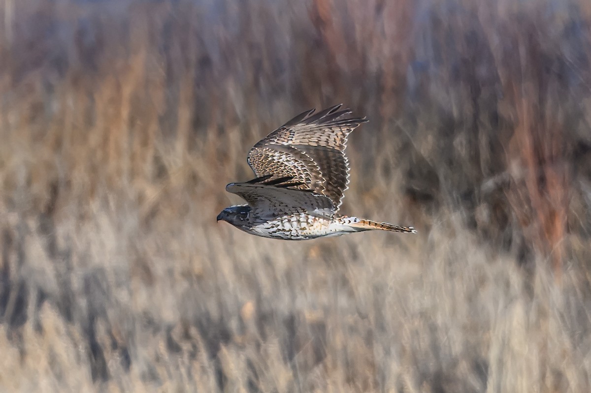 Red-tailed Hawk - ML627131722