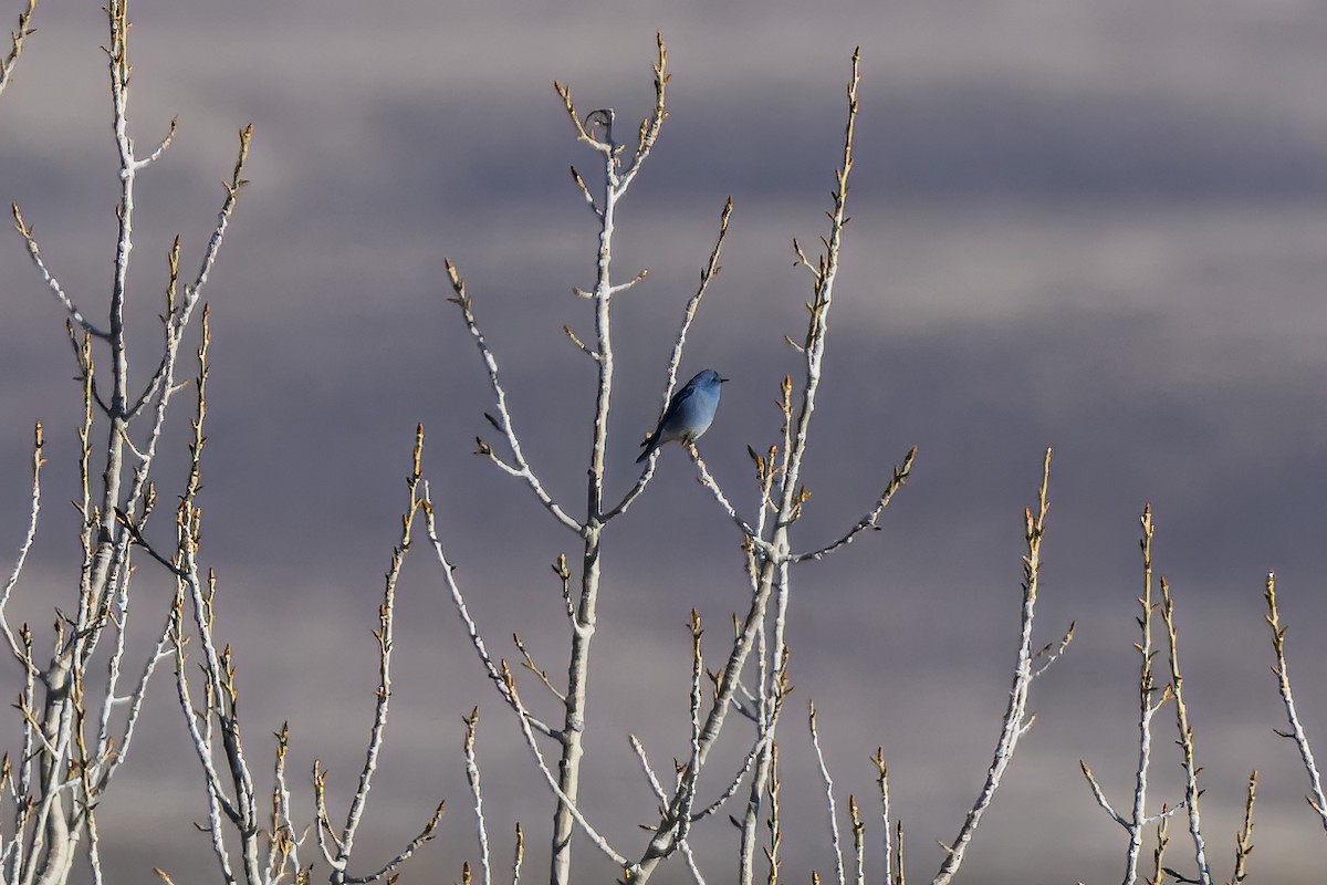 Mountain Bluebird - ML627131732