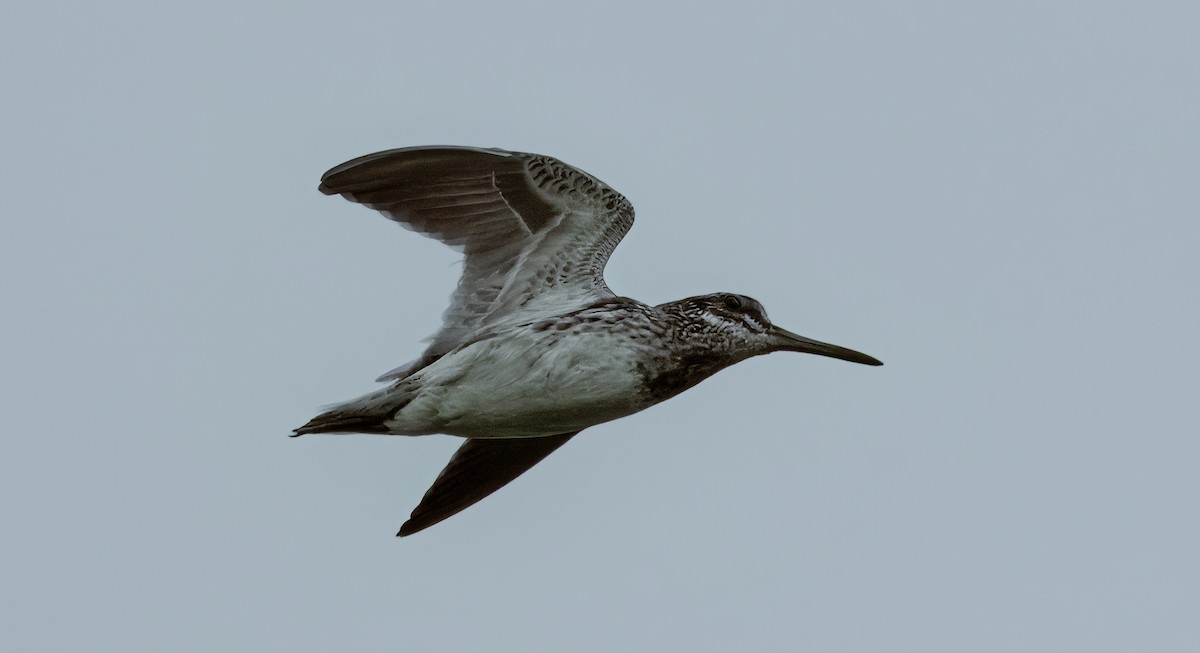 Jack Snipe - ML627131961