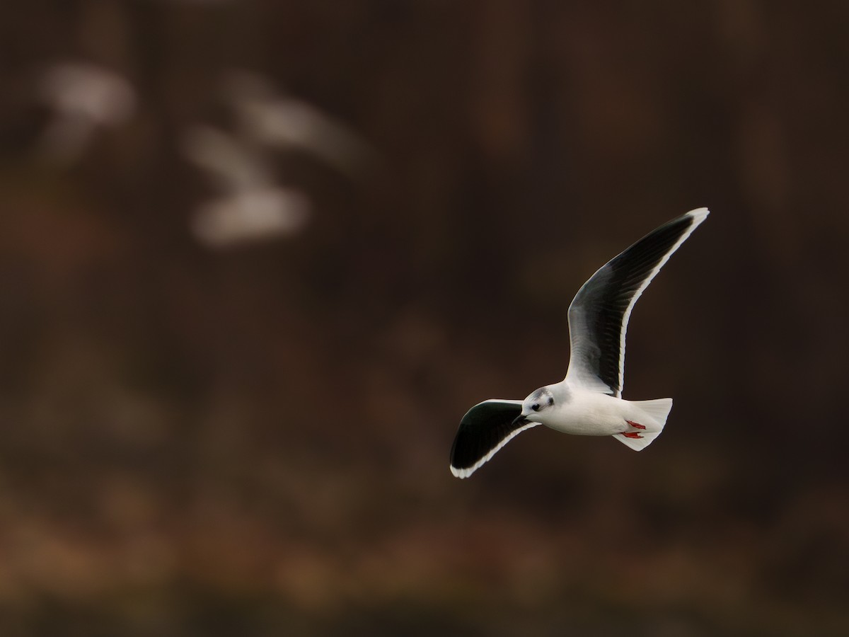 Little Gull - ML627132110