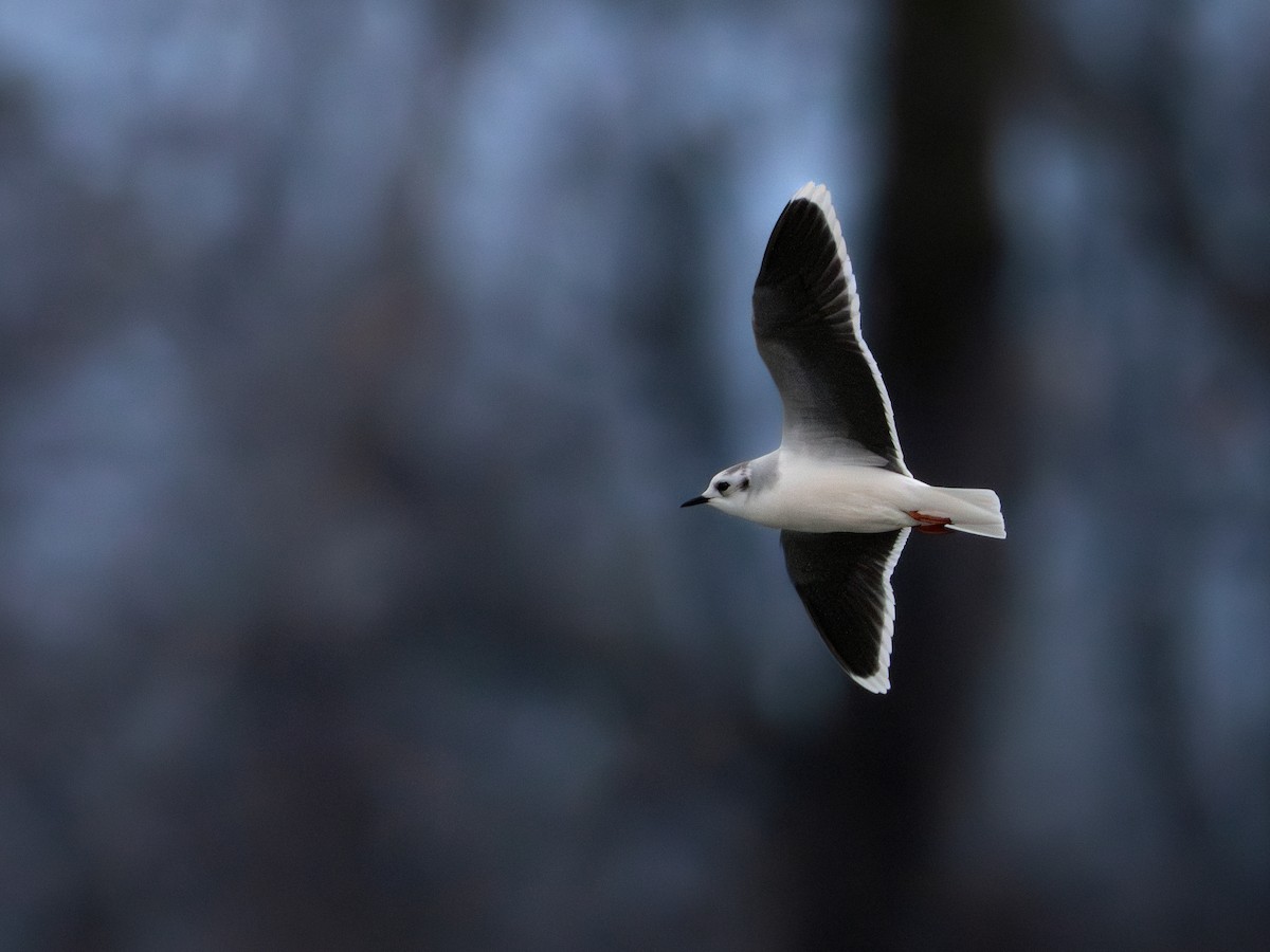 Little Gull - ML627132111