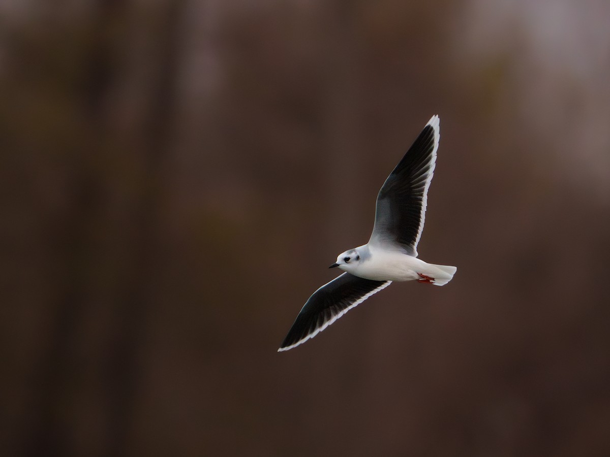 Little Gull - ML627132112