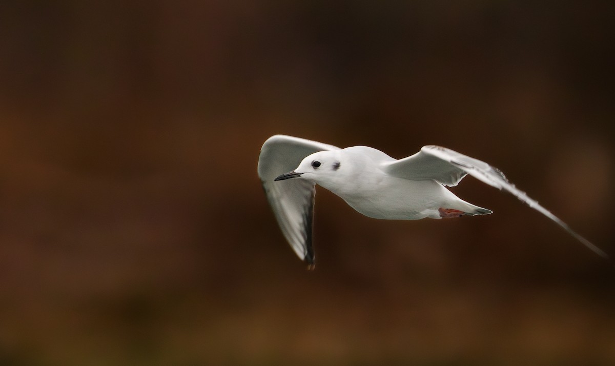 Bonaparte's Gull - ML627132138