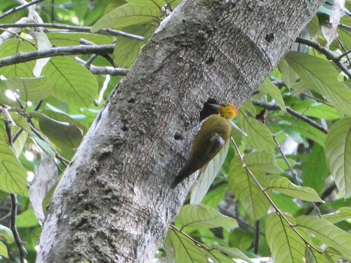 Yellow-throated Woodpecker - ML627132179