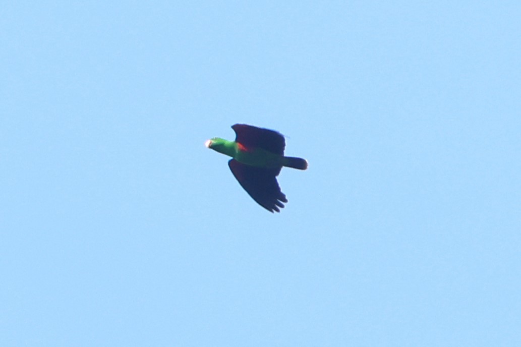 Moluccan Eclectus - ML627132235