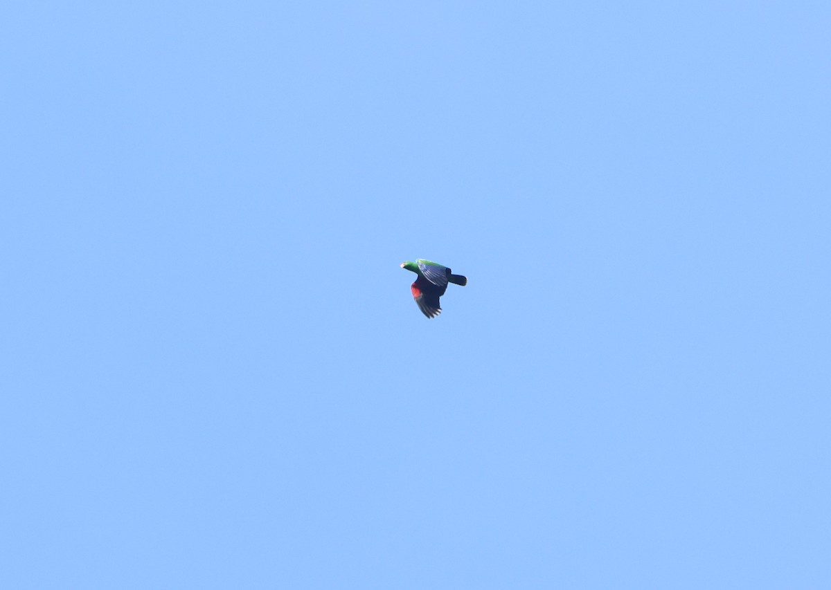 Moluccan Eclectus - ML627132236