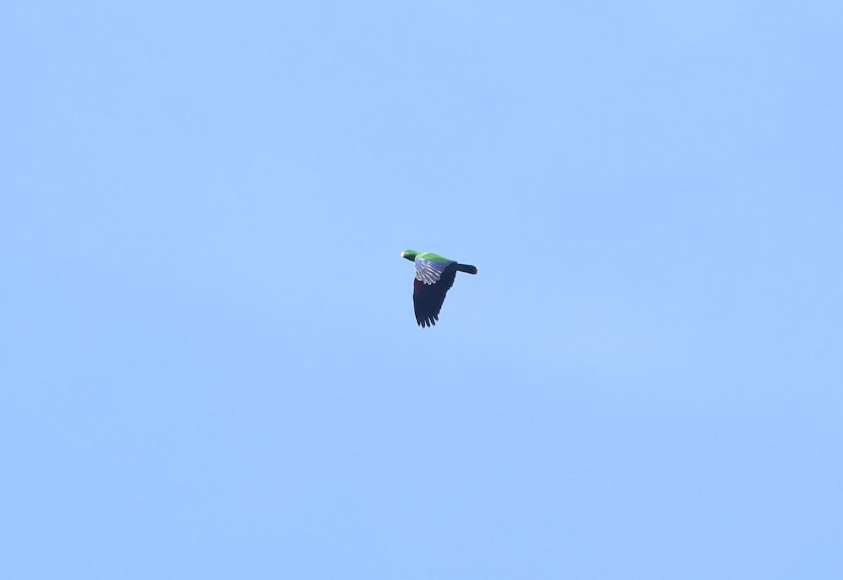 Moluccan Eclectus - ML627132237