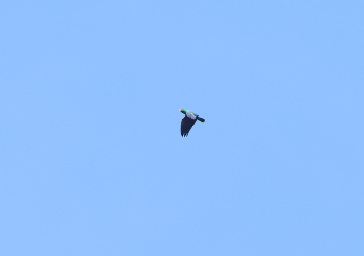 Moluccan Eclectus - ML627132238