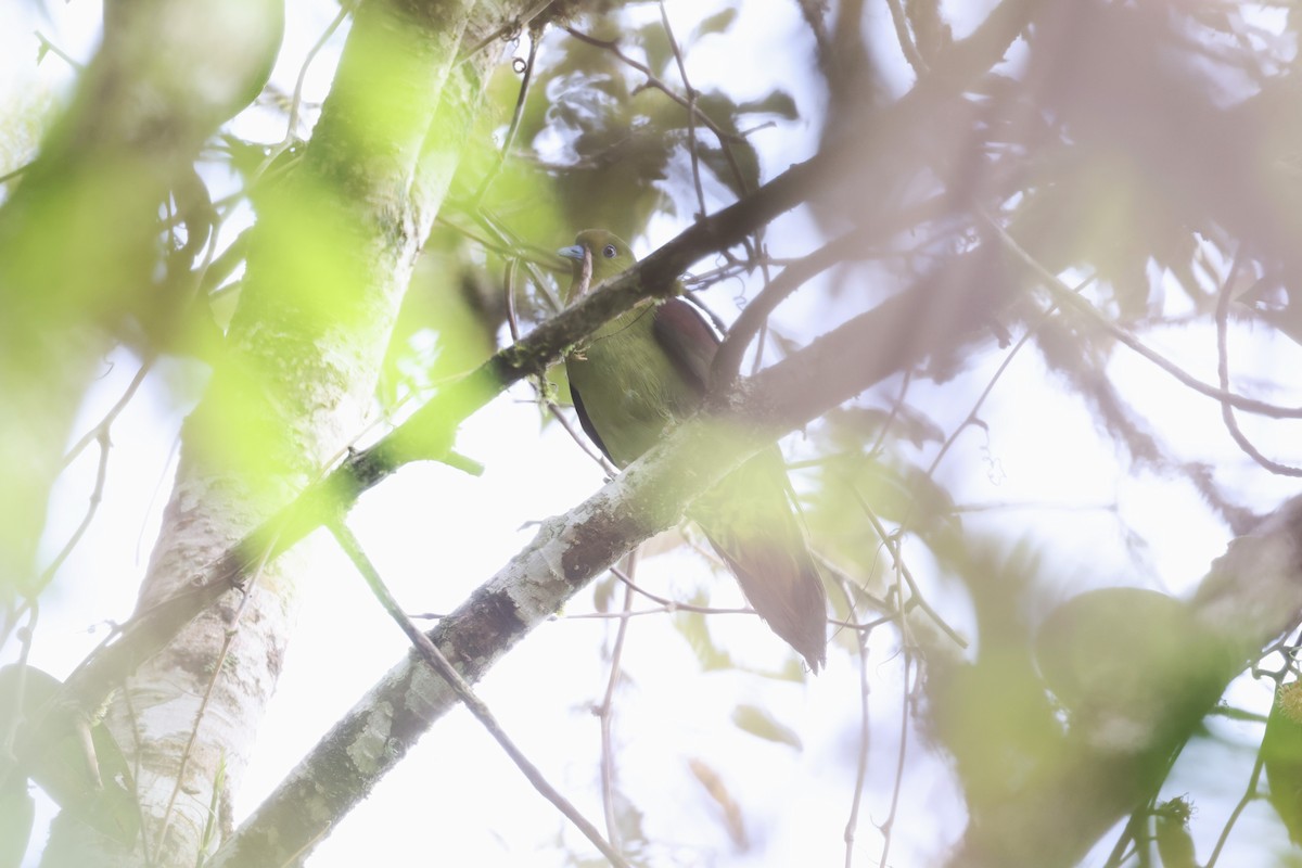 Wedge-tailed Green-Pigeon - ML627132417