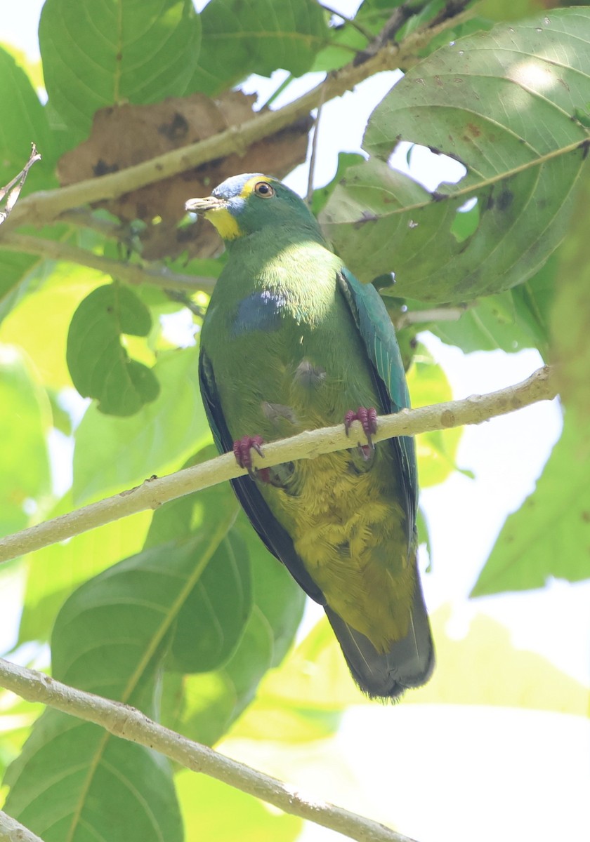 Blue-capped Fruit-Dove - ML627132463