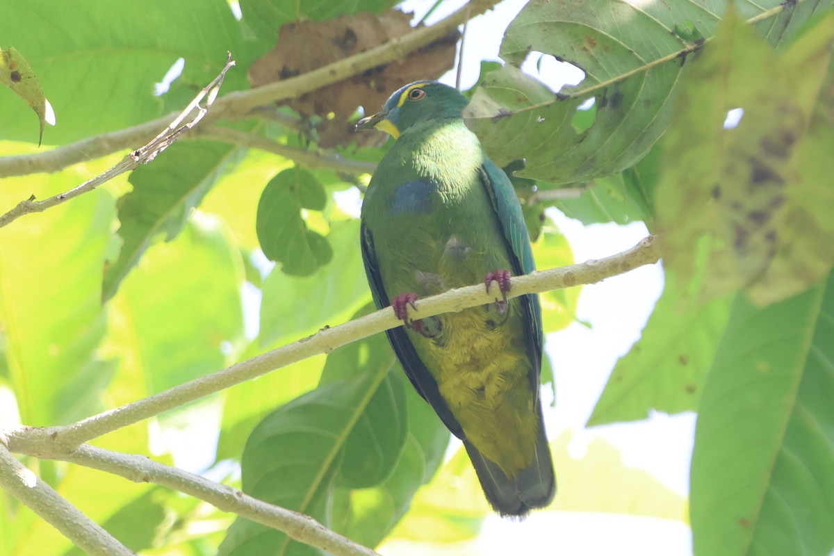 Blue-capped Fruit-Dove - ML627132464